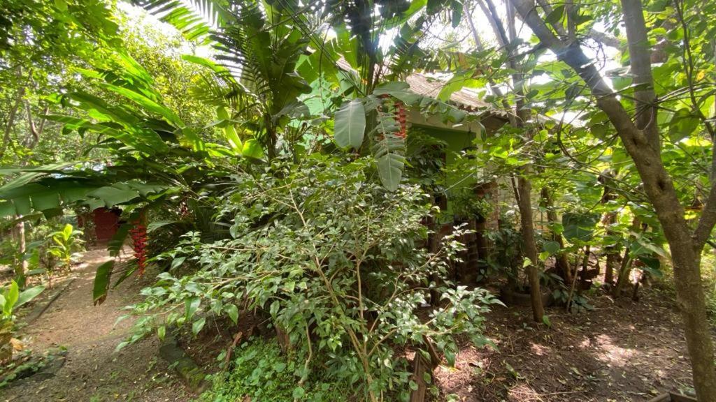 Forest Villa Nature Resort أنرادابورام المظهر الخارجي الصورة