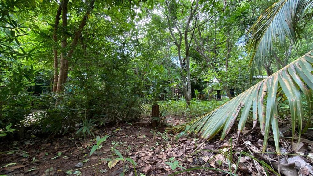 Forest Villa Nature Resort أنرادابورام المظهر الخارجي الصورة