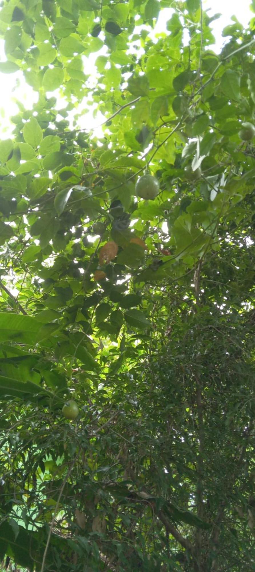 Forest Villa Nature Resort أنرادابورام المظهر الخارجي الصورة
