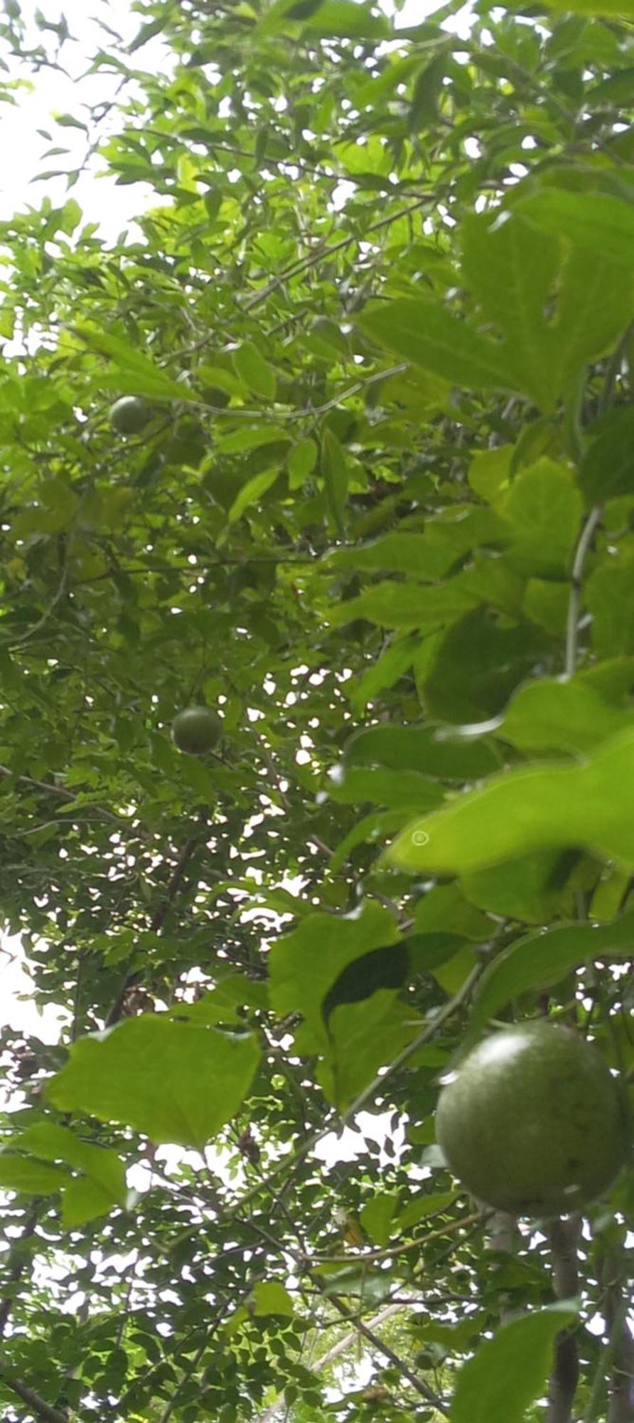 Forest Villa Nature Resort أنرادابورام المظهر الخارجي الصورة