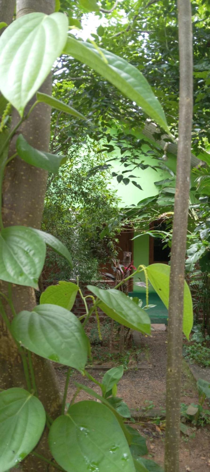 Forest Villa Nature Resort أنرادابورام المظهر الخارجي الصورة