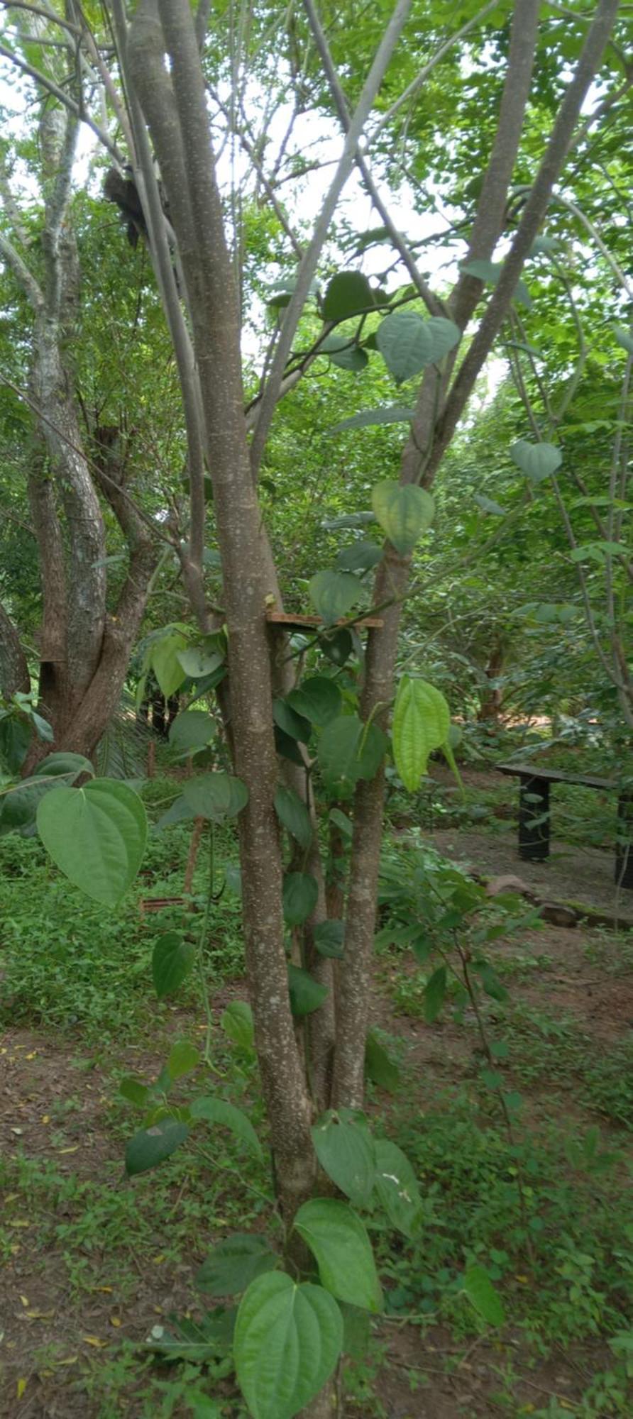 Forest Villa Nature Resort أنرادابورام المظهر الخارجي الصورة
