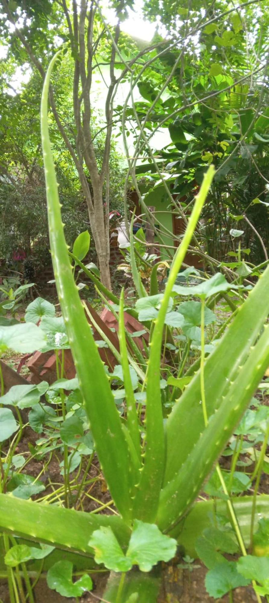 Forest Villa Nature Resort أنرادابورام المظهر الخارجي الصورة
