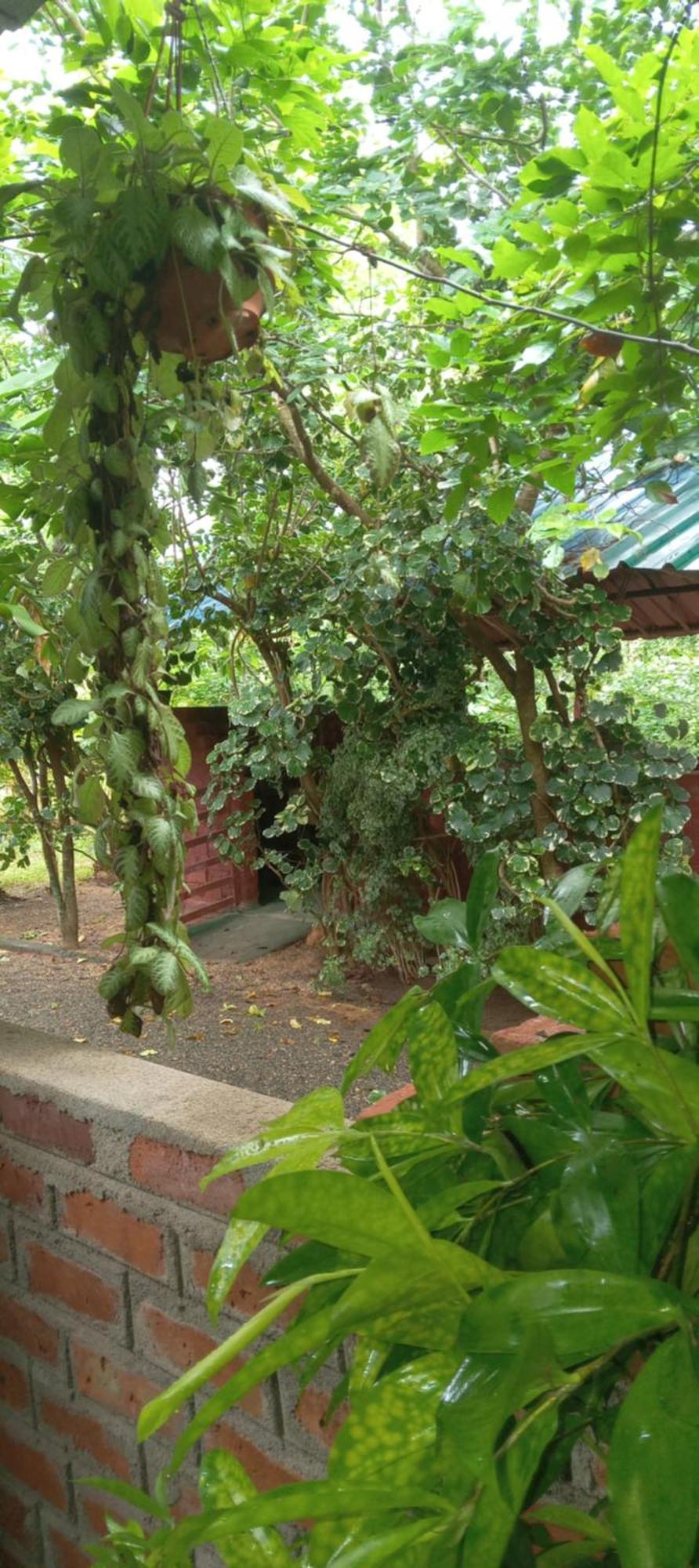 Forest Villa Nature Resort أنرادابورام المظهر الخارجي الصورة